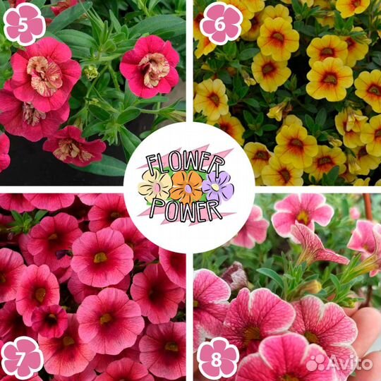 Вегетативная калибрахоа