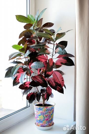 Кротон (Кодиеум) Миссис Айстон