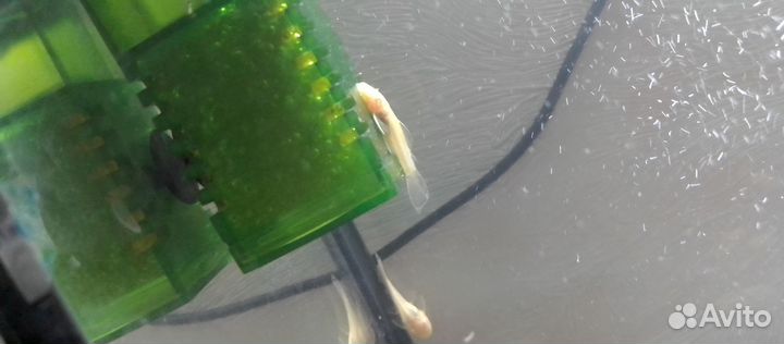 Молодь аквариумных рыбок