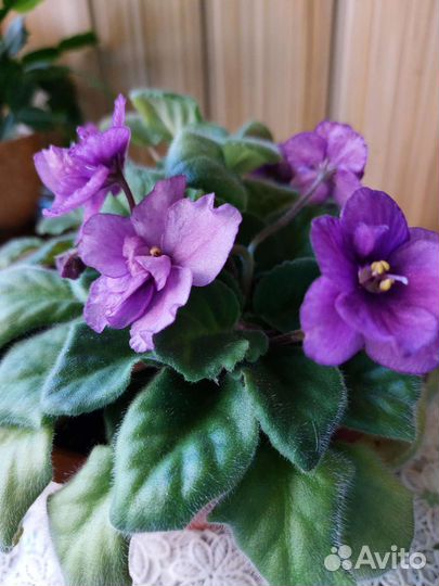 Цветы фиалки есть хатиора, сансевиерика цилиндр