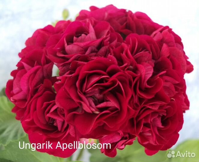 Герань пеларгония