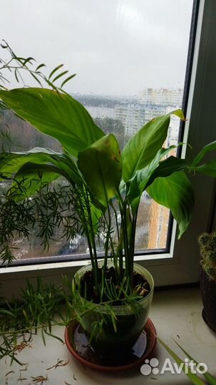 Комнатные цветы кактус юкка драцена спатифиллум