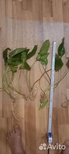 Криптокарина