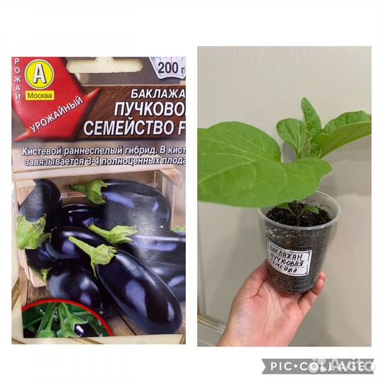 Рассада баклажан