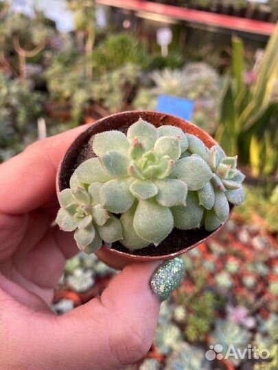 Суккуленты, Эхеверия много сортов из питомника