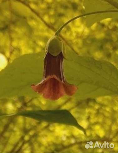 Мандрагора