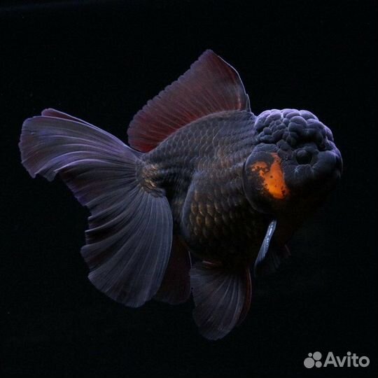 Золотые рыбки в ассортименте