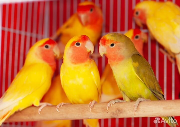 Розовощекие птенцы