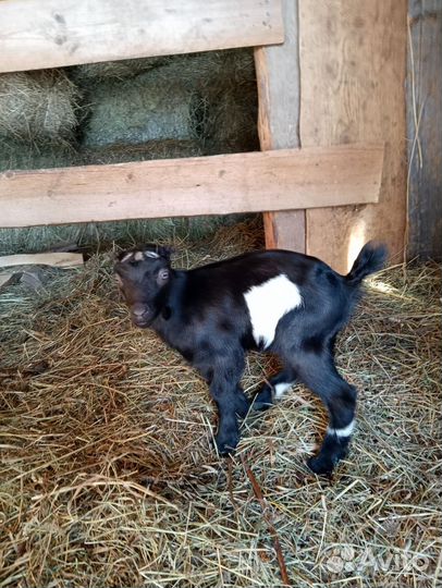 Козочки ламанча