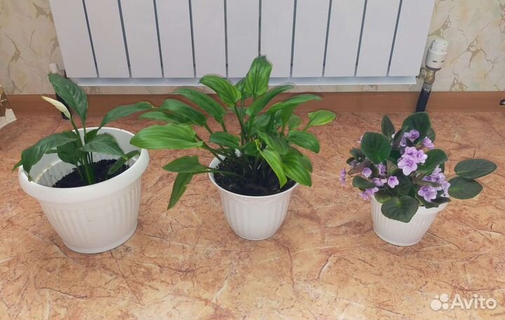 Комнатные растения