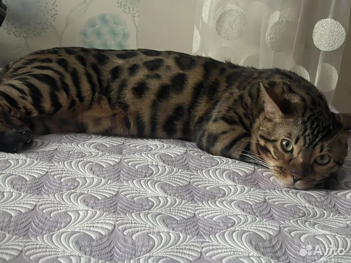 Бенгальский кот вязка