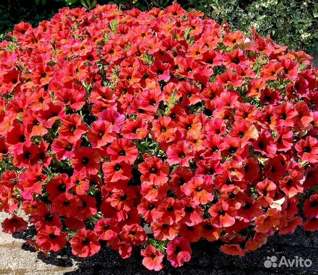 Петхоа вегетативная