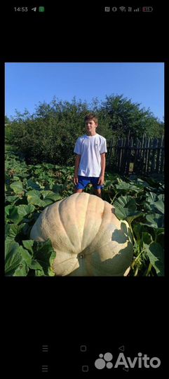 Семена гигантской тыквы