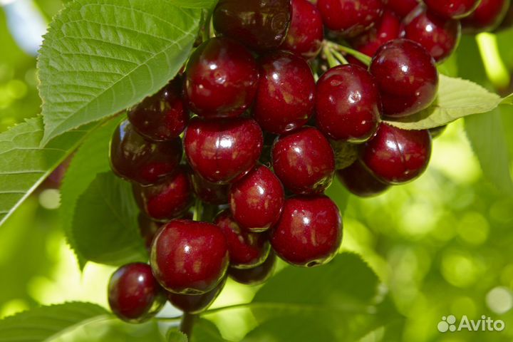 Черешня и вишня