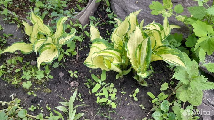 Хоста растение