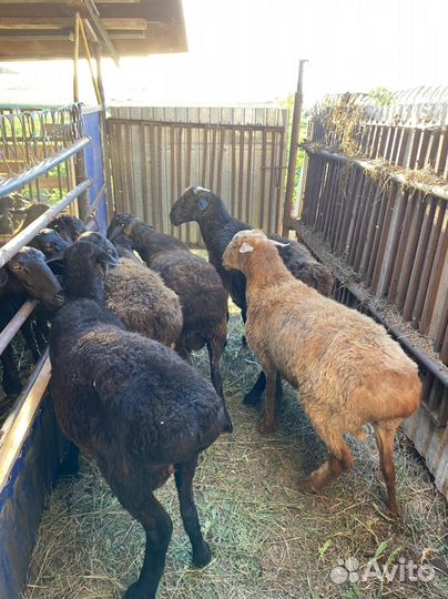 Овцы бараны