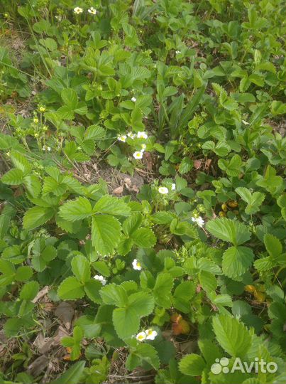 Саженцы клубники