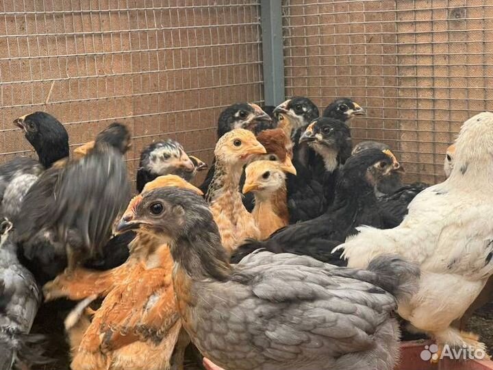 Куры несушки продам