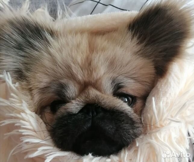 Вязка пекинес