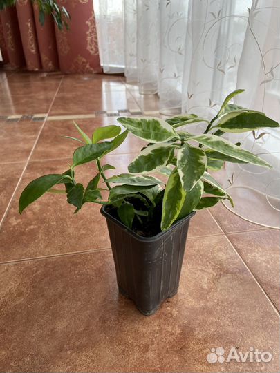 Комнатные растения цветы педилантус