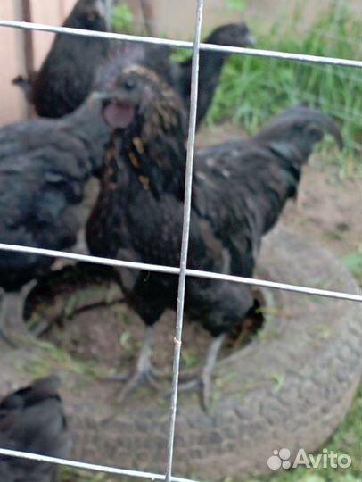 Молодой петух