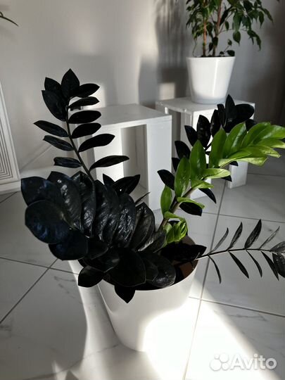 Замиокулькас чёрный raven с корнем и клубнем