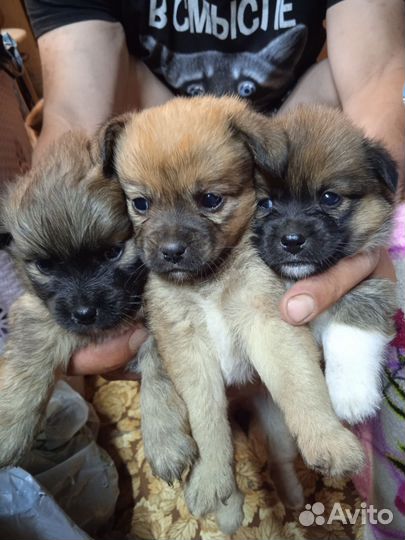 Щенки
