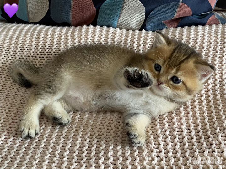 Британские котята золотая шиншилла, д.р.10.07