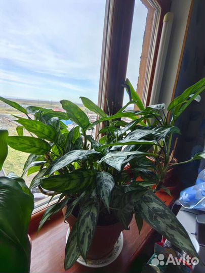 Диффенбахия