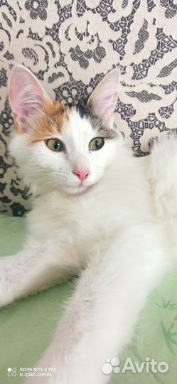 Кошка