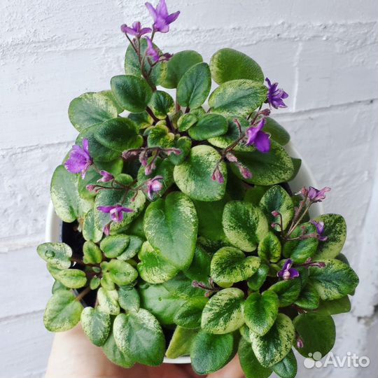 Фиалки. Фиалка. Детки