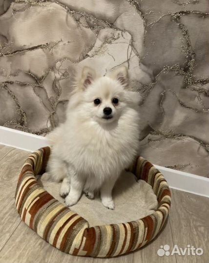 Померанский шпиц мини девочка