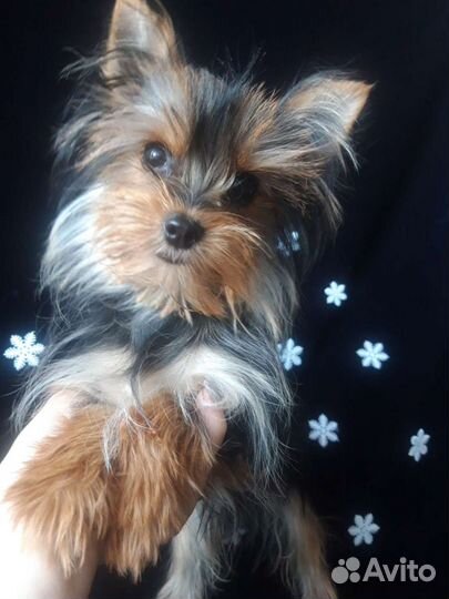 Йоркширский терьер мини