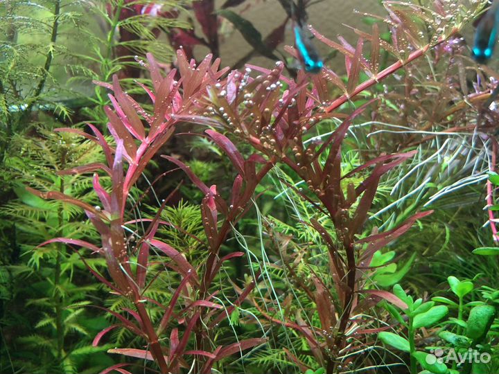 Аквариумные растения, водоросли, креветки