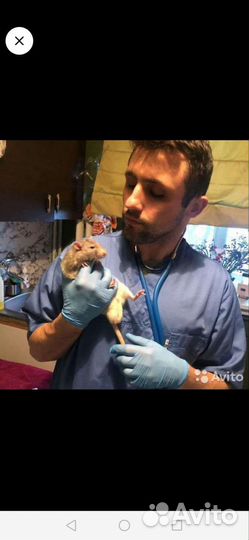 Ветеринарный врач на дом круглосуточно