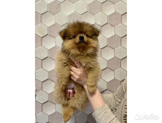 Щенки щпиц померанский