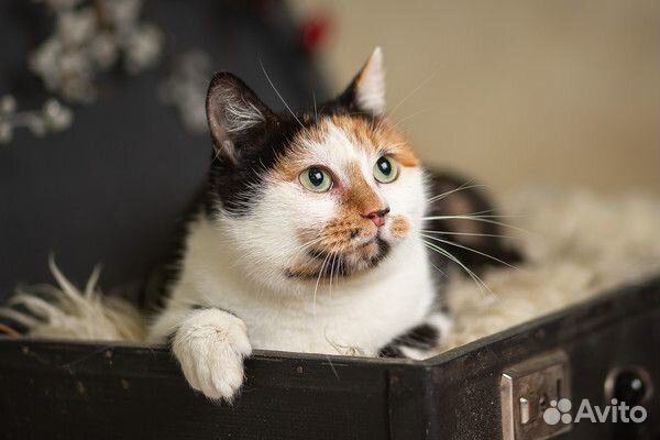 Кошечка Рокси