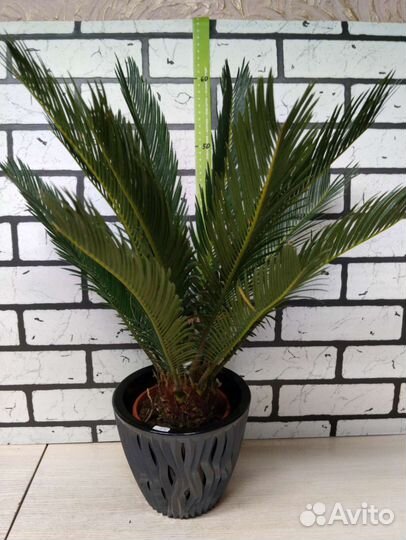 Цикас революта