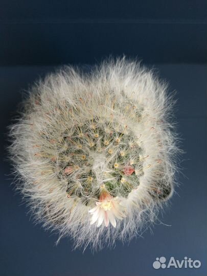 Кактус с детками, цветёт