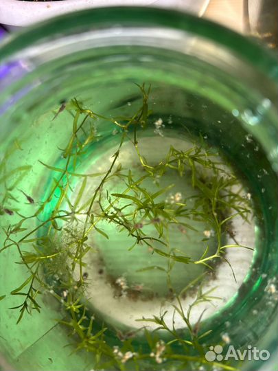 Аквариумные рыбки