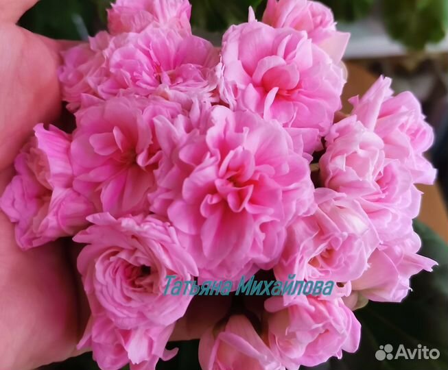 Пеларгонии (герани) юв Звезда Водолея и др