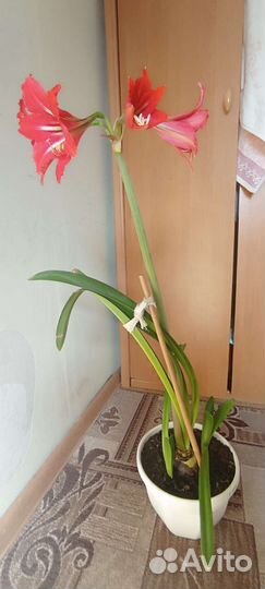 Дендробиум