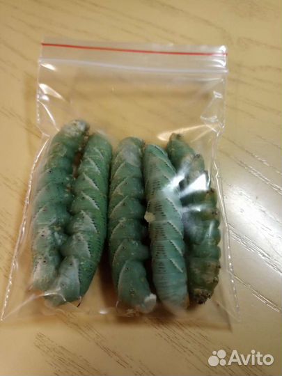 Кормовые насекомые