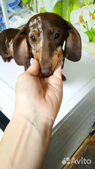 Щенки мини таксы