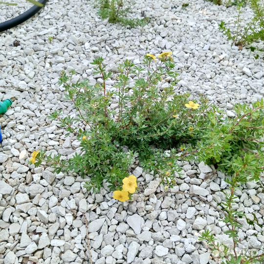 Лапчатка кустарниковая жёлтая