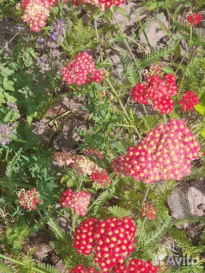 Тысячелистник