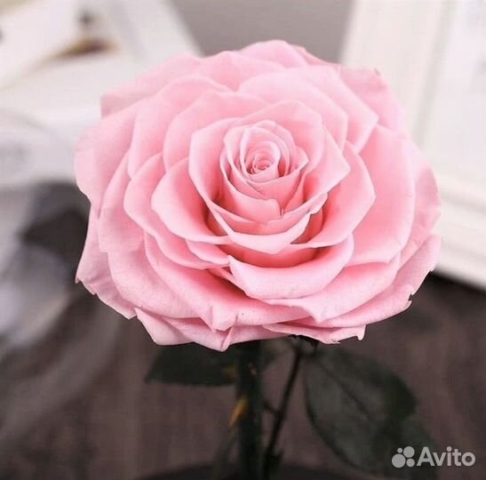 Роза в Колбе Живая Доставка до дверей