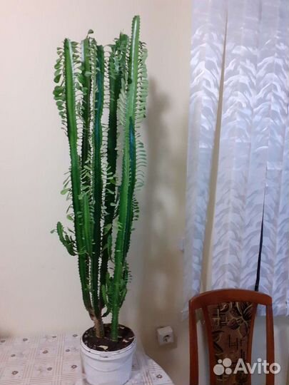 Молочай трехгранный