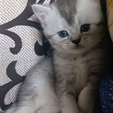 Шотландский вислоухий короткошёрстный котёнок