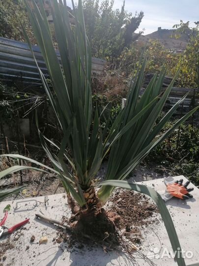 Пальма юкка садовая